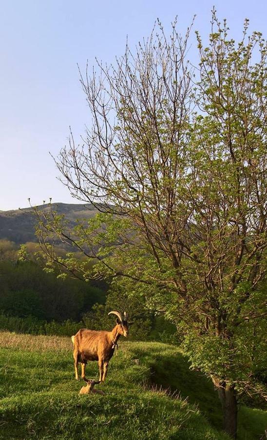Agriturismo Grilla Villa เมเล ภายนอก รูปภาพ